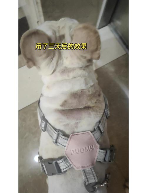 视频：狗狗身上起红疙瘩用什么药？