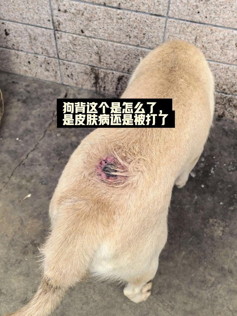 狗狗皮肤病掉毛怎么治？