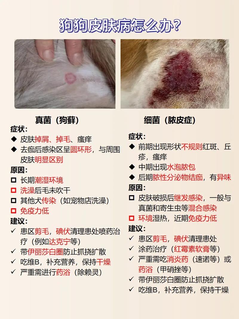 狗狗皮肤瘙痒是怎么回事？