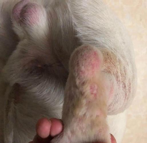 视频:狗狗尾巴得皮肤病溃疡怎么处理呢?