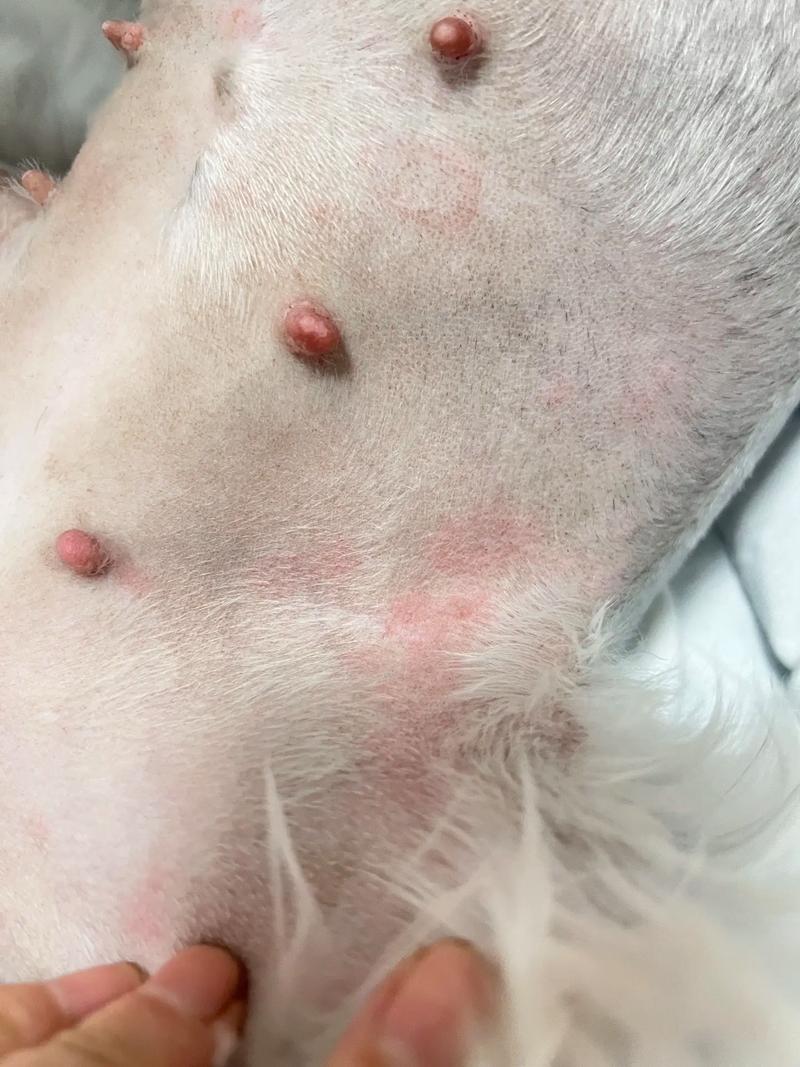 视频:狗狗尾巴有一块红红的、瘙痒是怎么了呢?