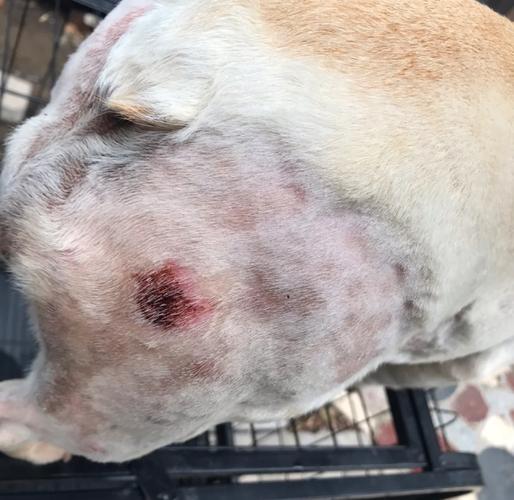 视频:狗狗得了皮肤病全身都黑了怎么办呢?