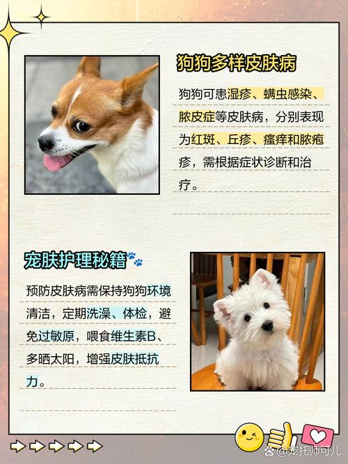 视频:狗狗得皮肤病出现结痂怎么办?