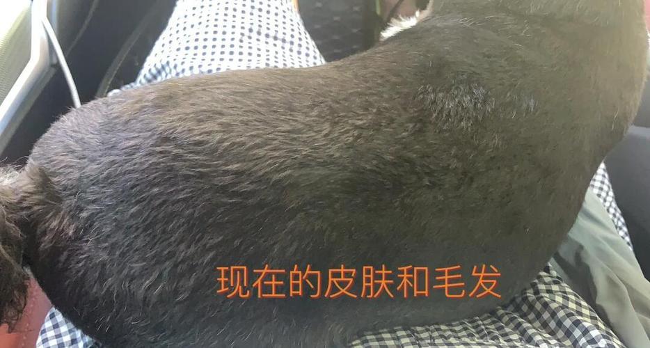 视频:狗狗得皮肤病掉毛用什么药?