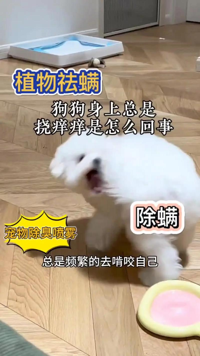 视频:狗狗总是挠痒痒怎么回事呢?