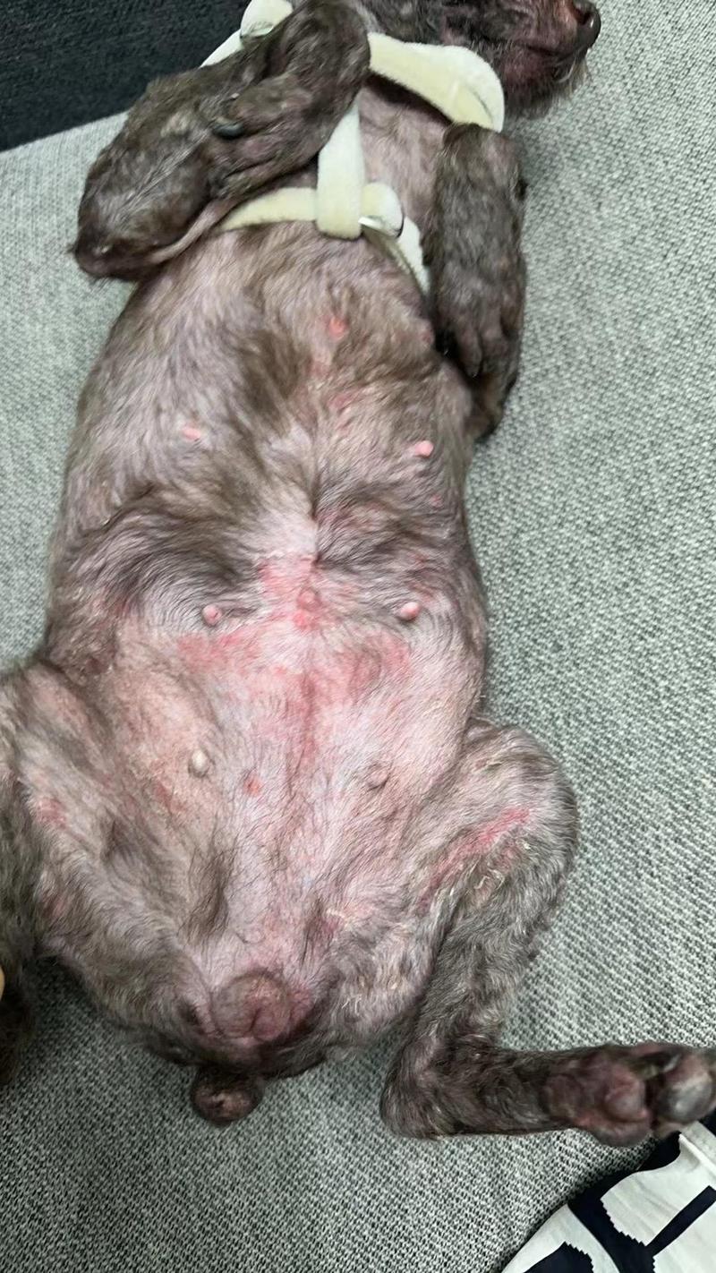 视频:狗狗有身上长湿疹是怎么样的?