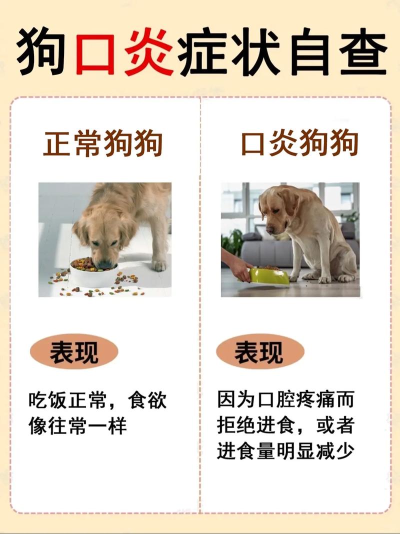 视频:狗狗的嘴巴周围又红又痒是怎么回事?