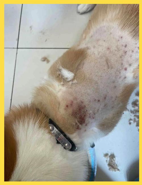 视频:狗狗的身上脱毛该怎么办呢?