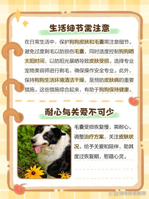 视频:狗狗皮肤不长毛用什么药呢?