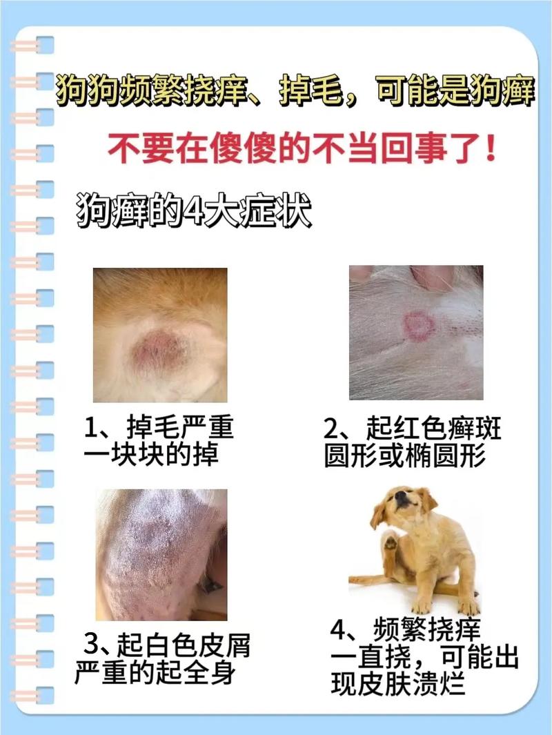 视频:狗狗皮肤发红,掉毛是怎么回事?