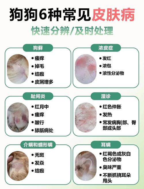 视频:狗狗皮肤病特别痒怎么办?