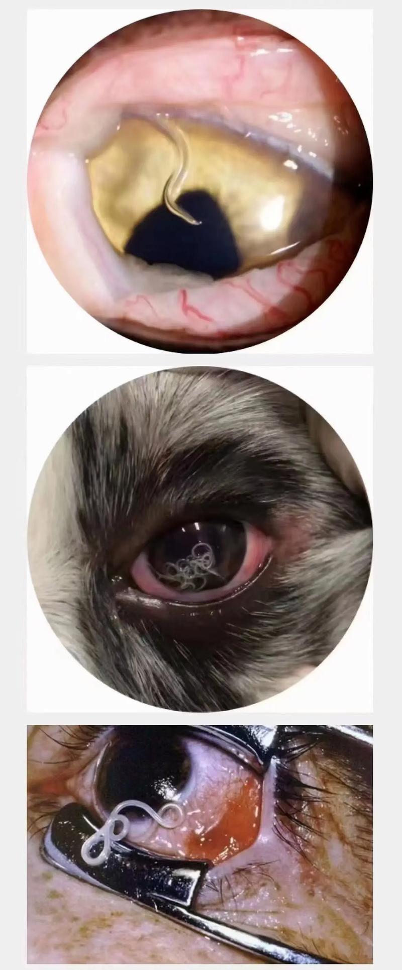 视频：狗狗眼睛有虫会怎么样？