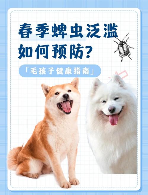 视频:狗狗被蜱虫叮咬后怎么处理?