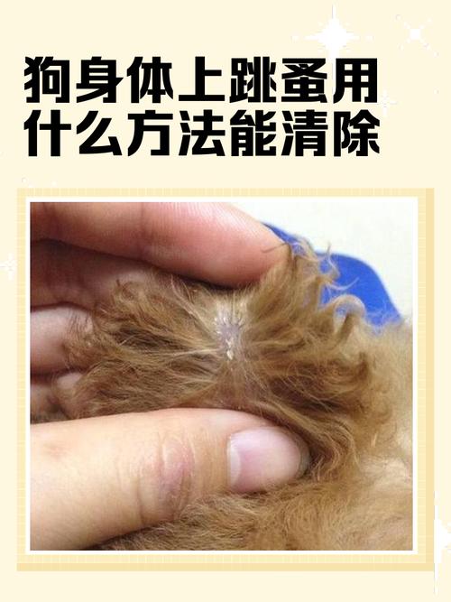 视频：狗狗身上有虱子该怎么做？
