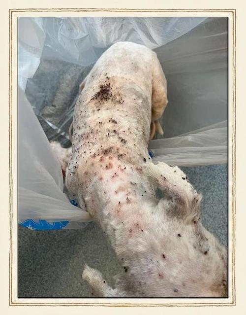 视频:蜱虫咬狗狗后的症状有哪些?