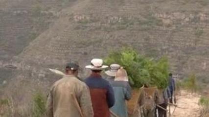 行进中国丨黄河崖壁种树记