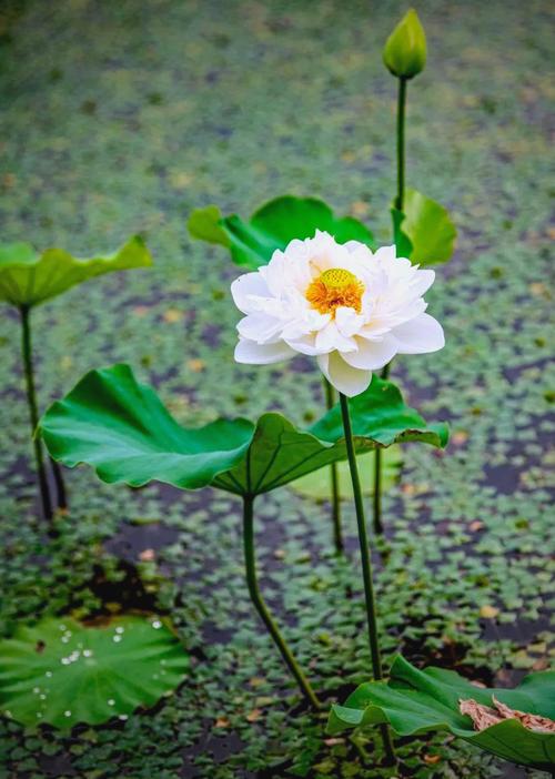 夏日石观音寺新荷初绽