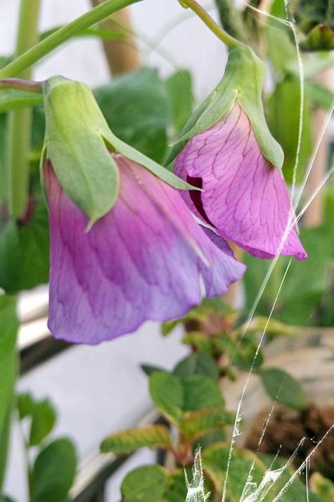 趣炒紫色荷兰豆